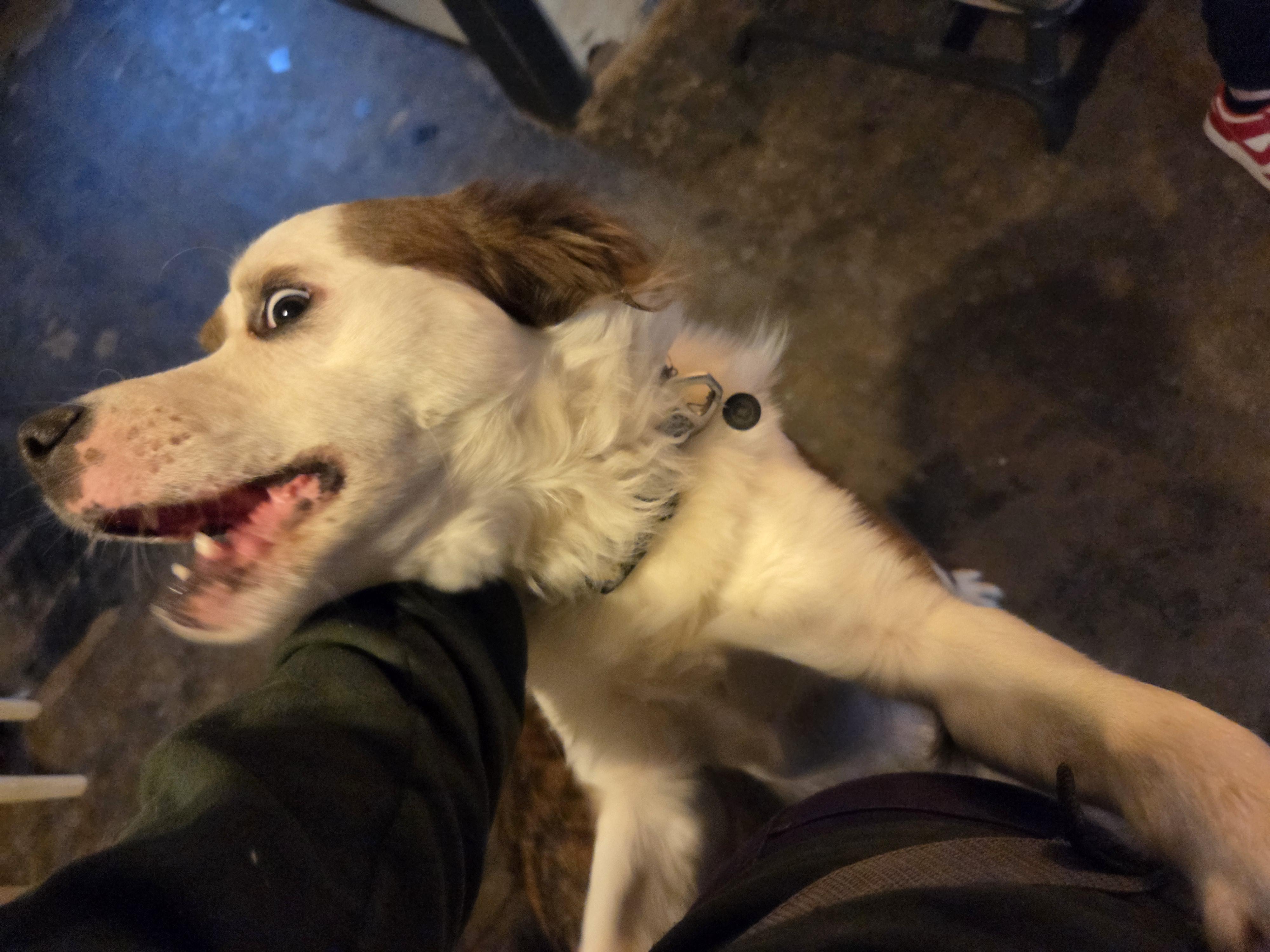 Bane, a Adoptable mixed breed in PITTSBURGH, PA image 3/6