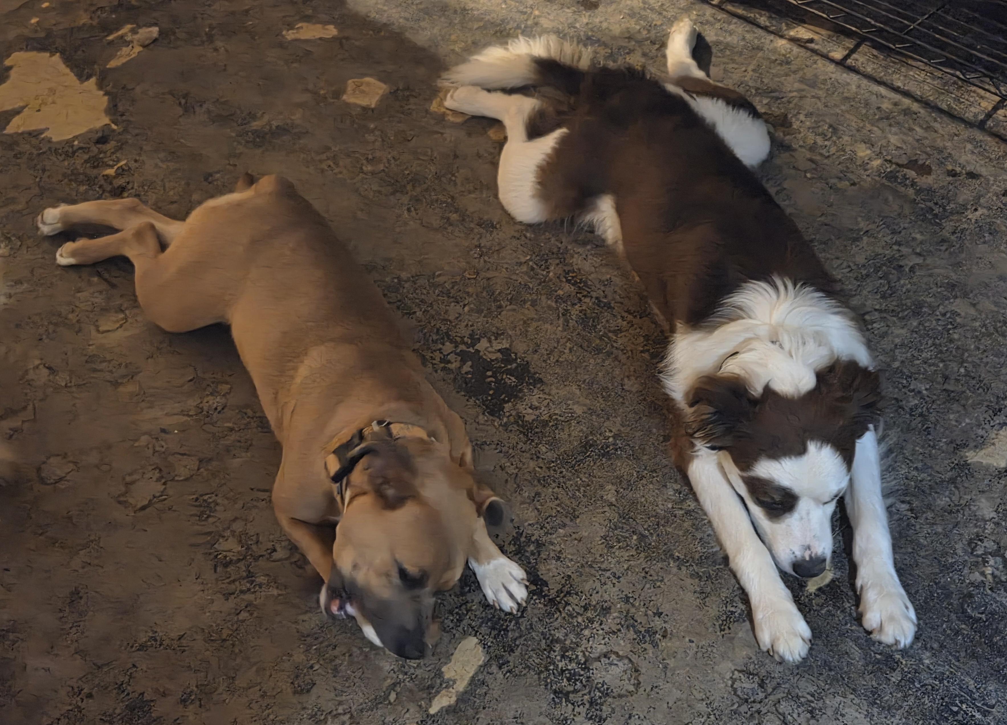 Bane, a Adoptable mixed breed in PITTSBURGH, PA image 4/6