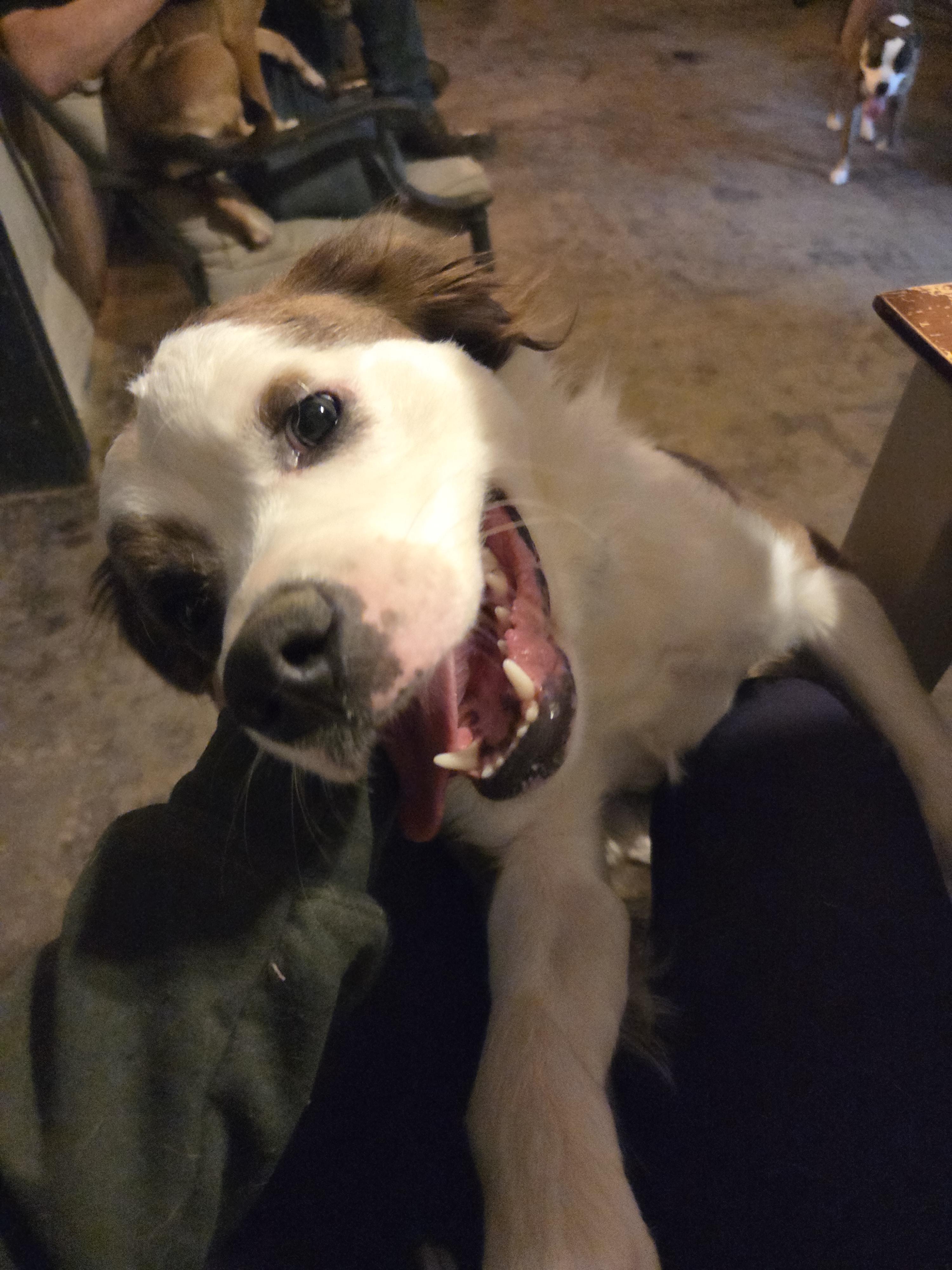 Bane, a Adoptable mixed breed in PITTSBURGH, PA image 5/6