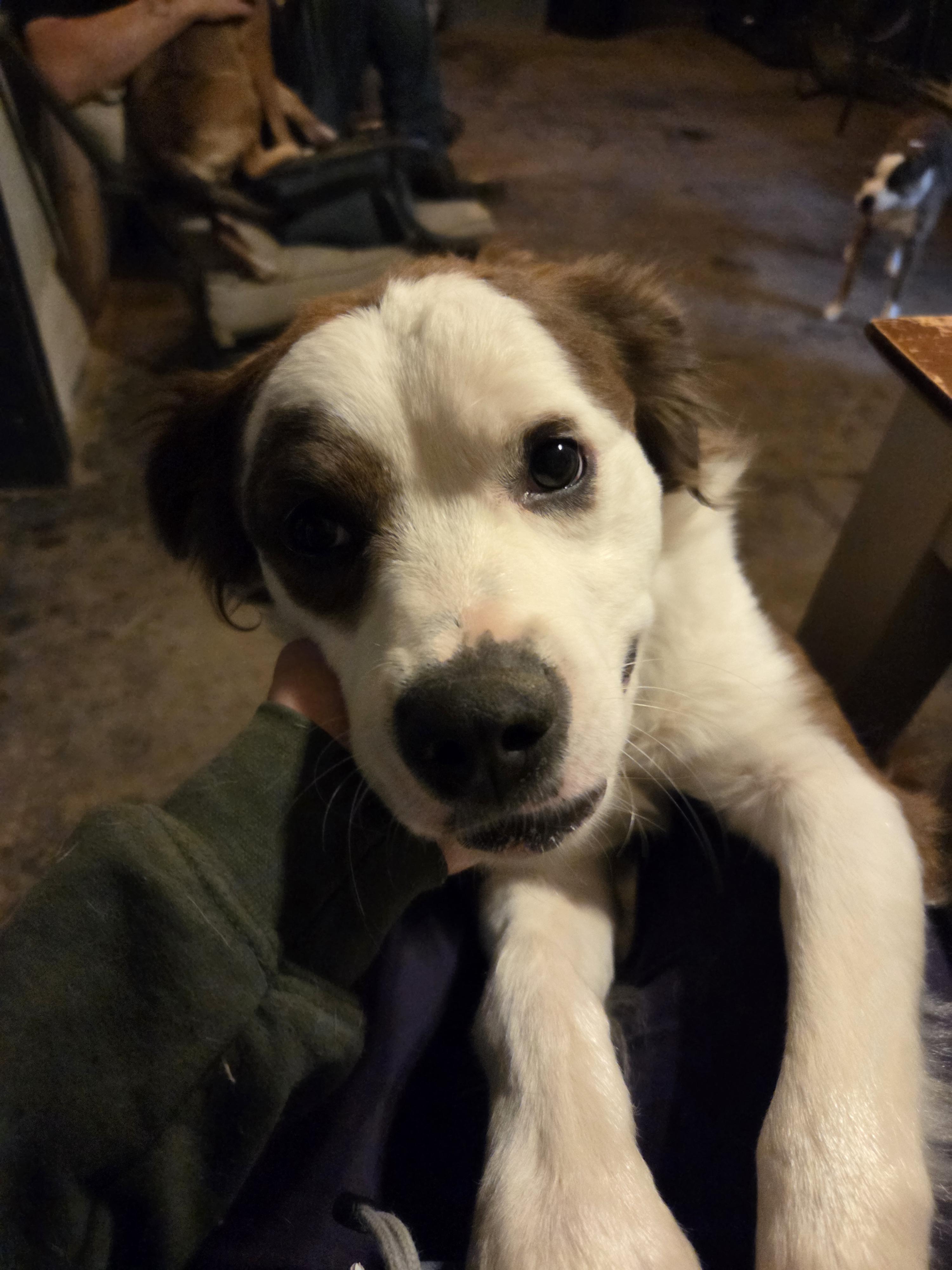 Bane, a Adoptable mixed breed in PITTSBURGH, PA image 6/6