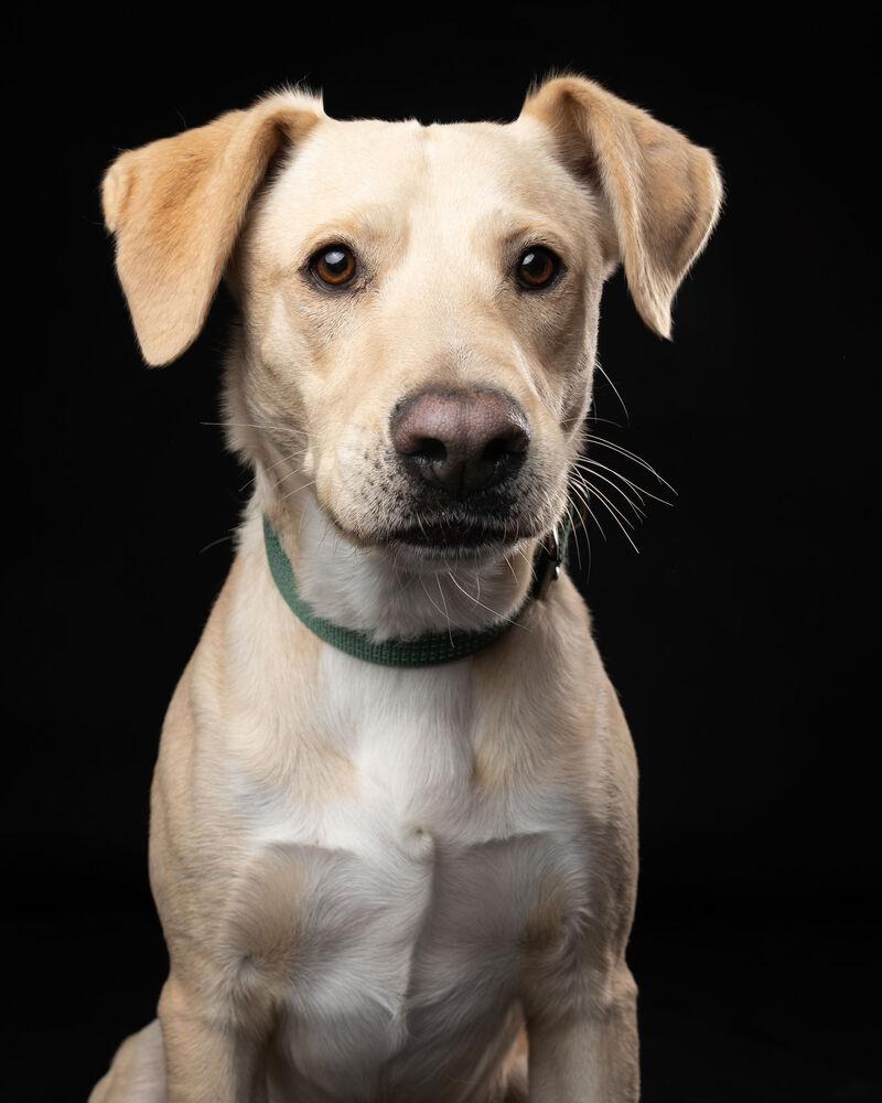 Enlarge JAGGER, a Adoptable mixed breed in Langley, BC image 1/6