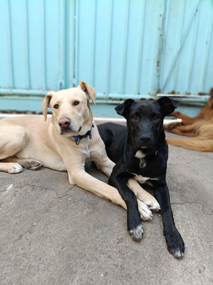 Enlarge JAGGER, a Adoptable mixed breed in Langley, BC image 2/6