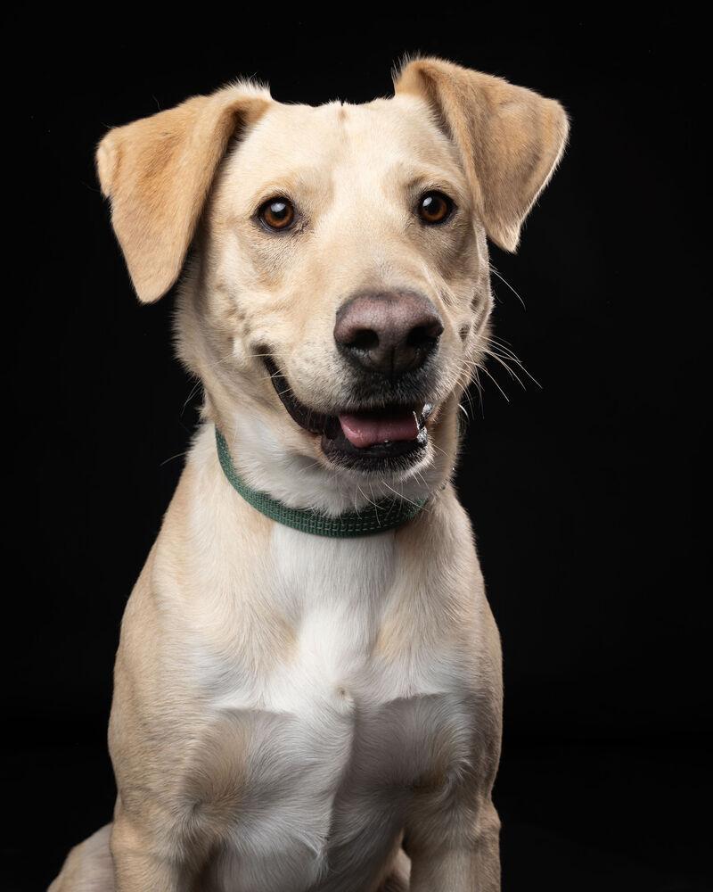 Enlarge JAGGER, a Adoptable mixed breed in Langley, BC image 3/6