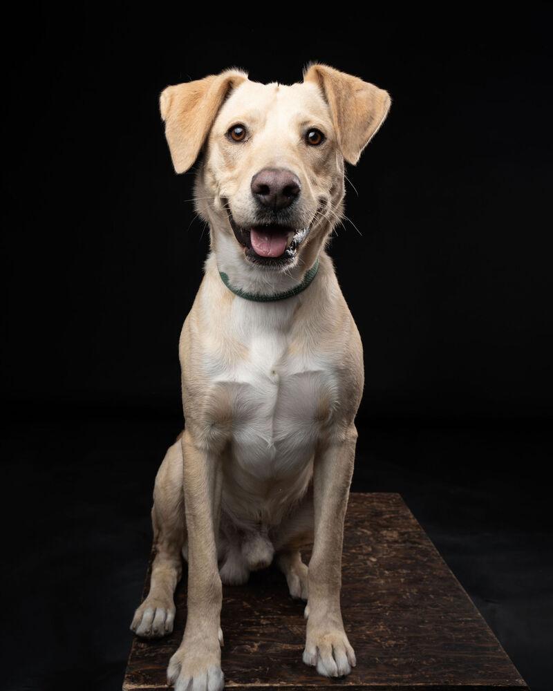 Enlarge JAGGER, a Adoptable mixed breed in Langley, BC image 4/6
