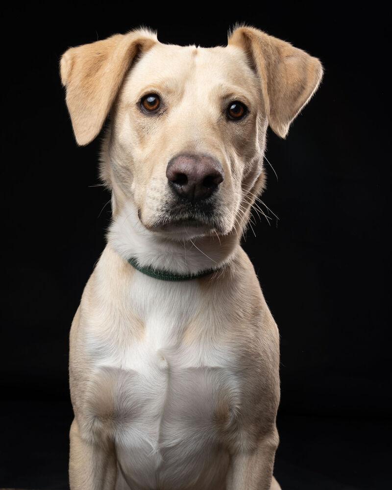 Enlarge JAGGER, a Adoptable mixed breed in Langley, BC image 5/6