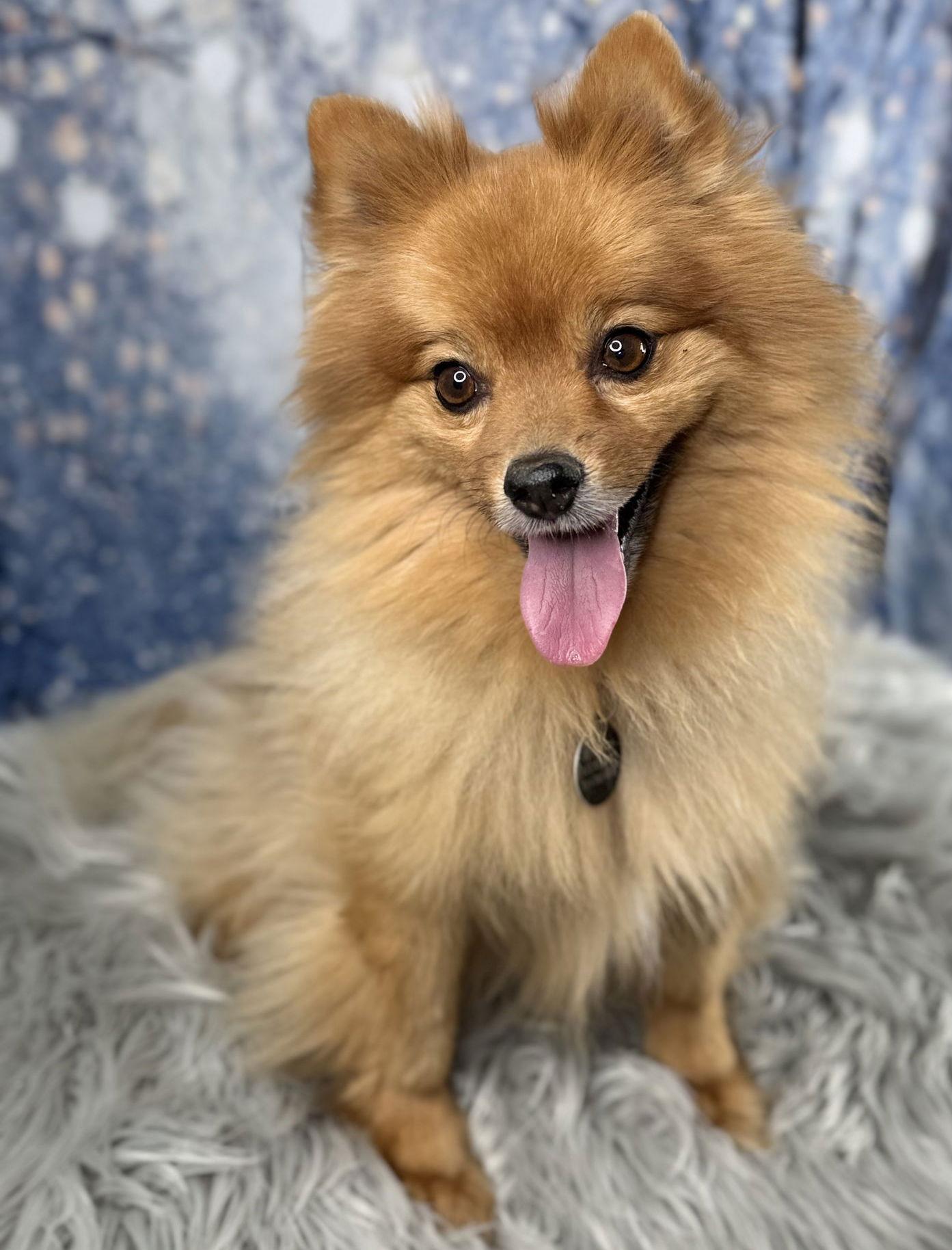 Zaxx, Adopted, Adult Male Pomeranian.