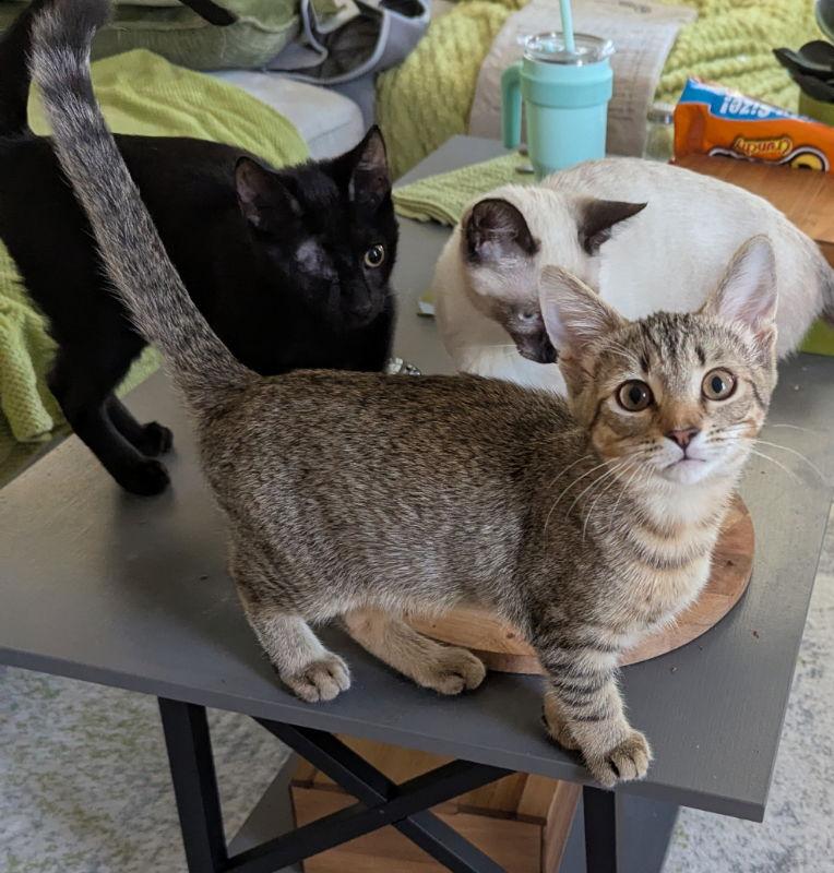 Draco, Adopted, Young Male Tabby & Domestic Short Hair.