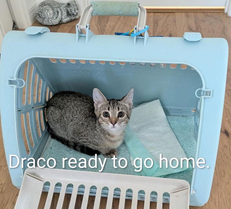 Draco, a Adopted mixed breed in Ocala, FL image 2/3