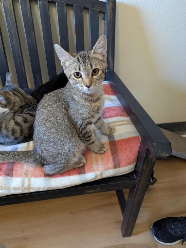 Draco, a Adopted mixed breed in Ocala, FL image 3/3