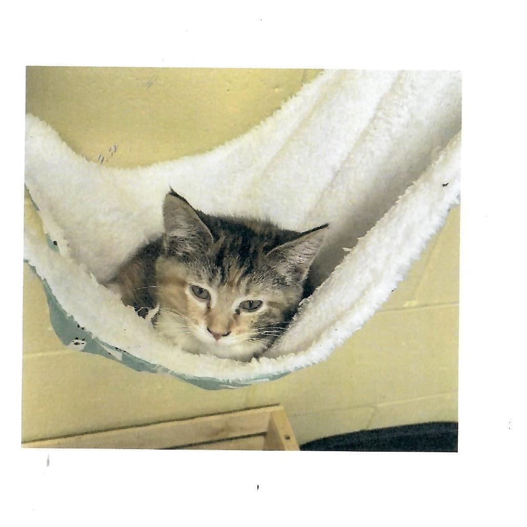 Brisket, adopted, Kitten Male Domestic Short Hair.