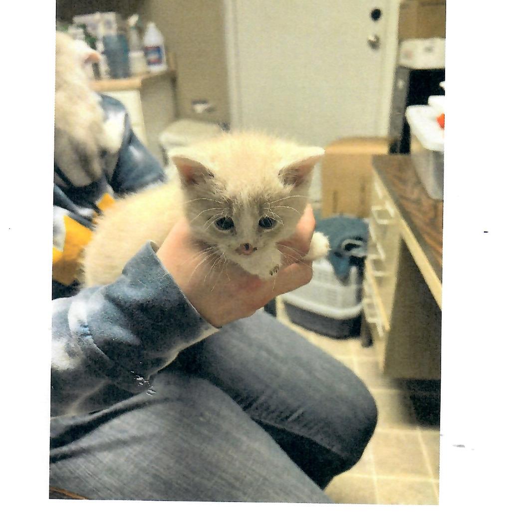 Brisket, an adopted Domestic Short Hair in Salem, WV image 2/3
