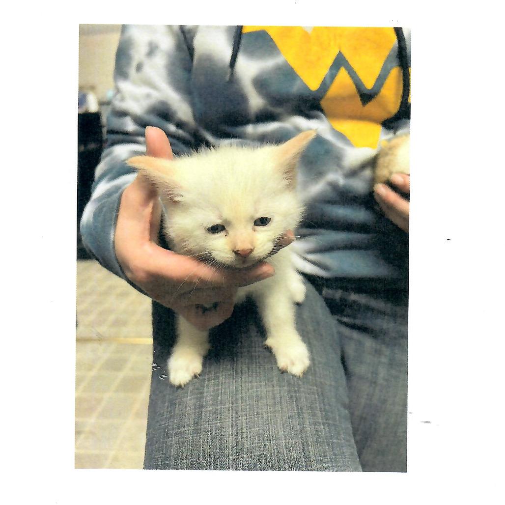 Brisket, an adopted Domestic Short Hair in Salem, WV image 3/3