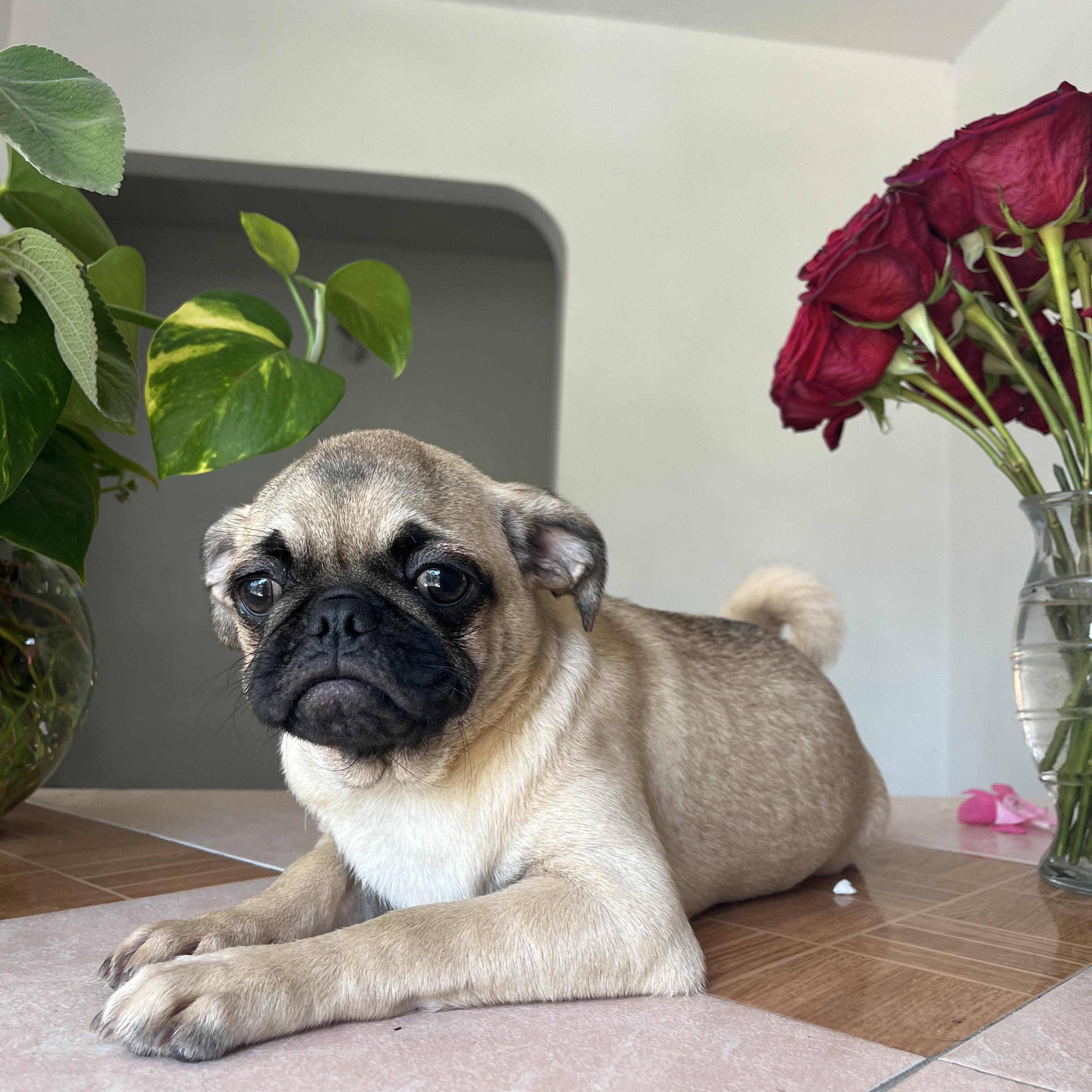 Enlarge Ginger, a Adopted Pug in Chula Vista, CA image 2/3