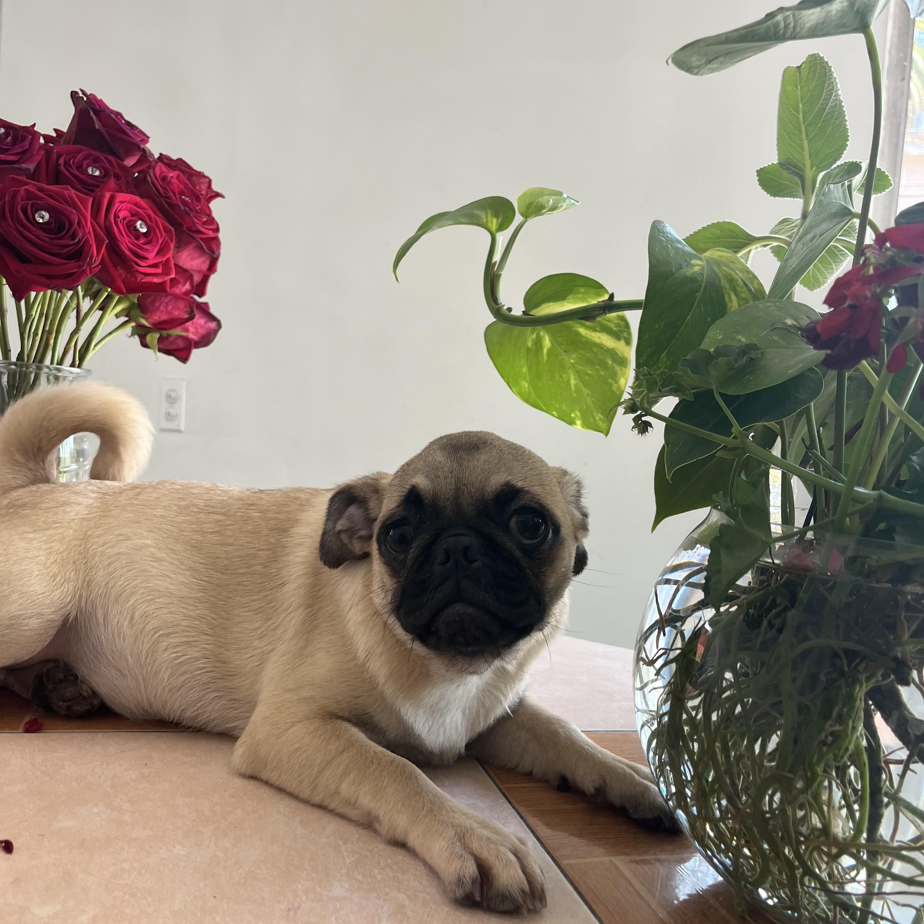 Enlarge Ginger, a Adopted Pug in Chula Vista, CA image 3/3