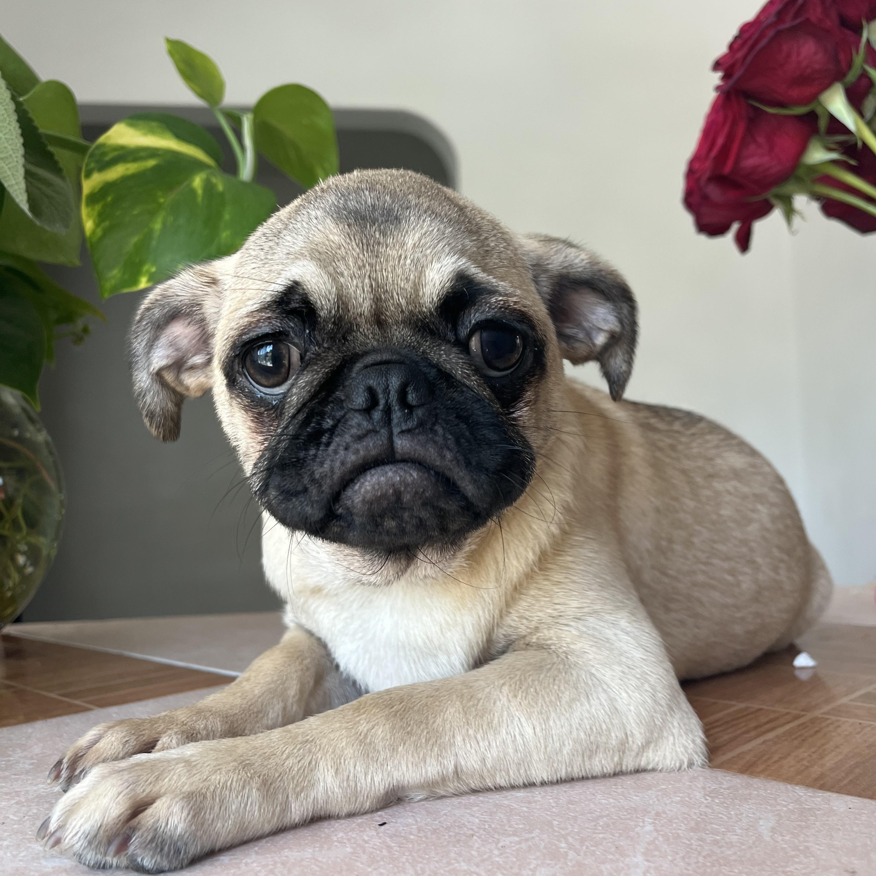 Ginger, Adopted, Puppy Female Pug.