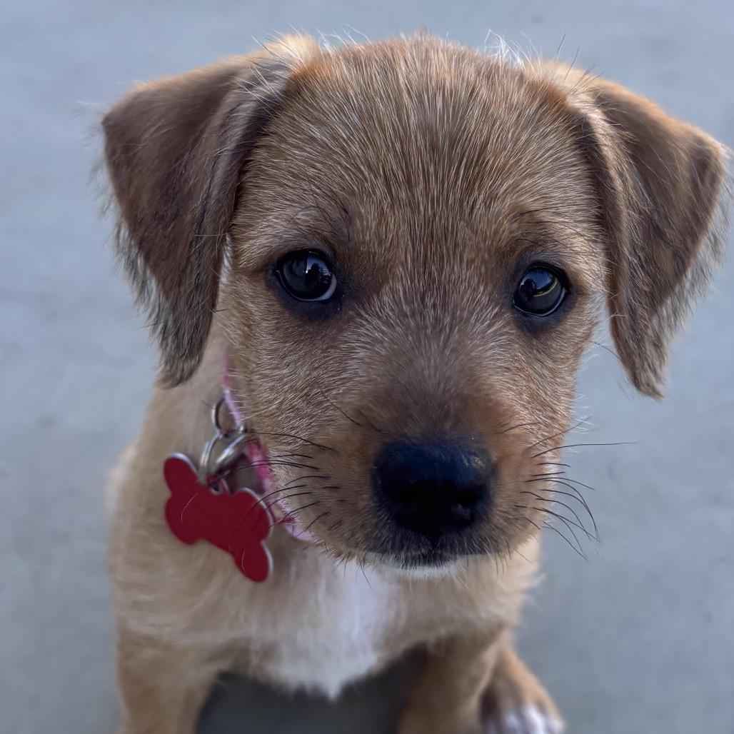 Bluebell, Adoptable, Puppy Female Terrier & Australian Shepherd.