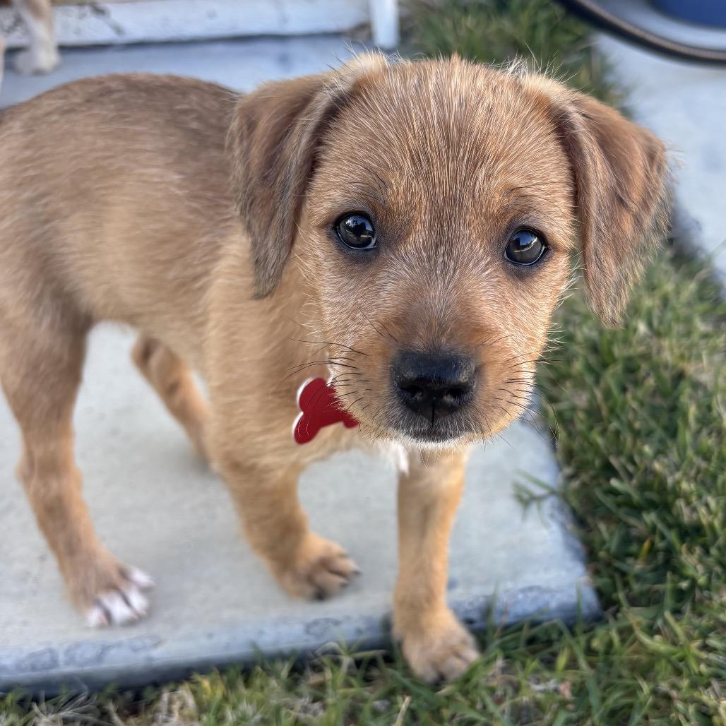 Bluebell, a Adoptable mixed breed in Oceanside, CA image 2/6