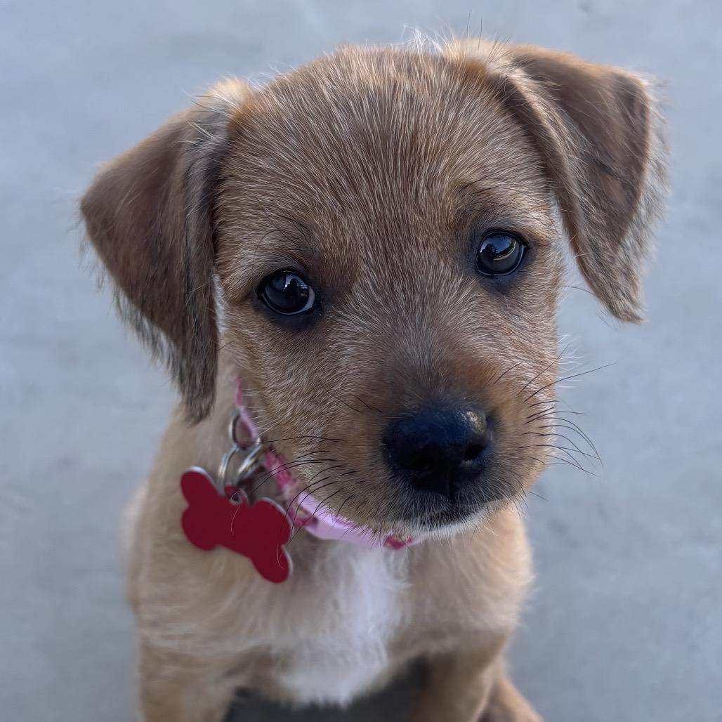 Bluebell, a Adoptable mixed breed in Oceanside, CA image 3/6