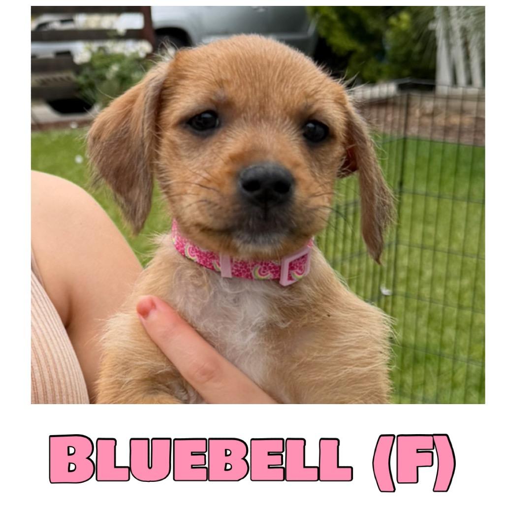 Bluebell, a Adoptable mixed breed in Oceanside, CA image 4/6