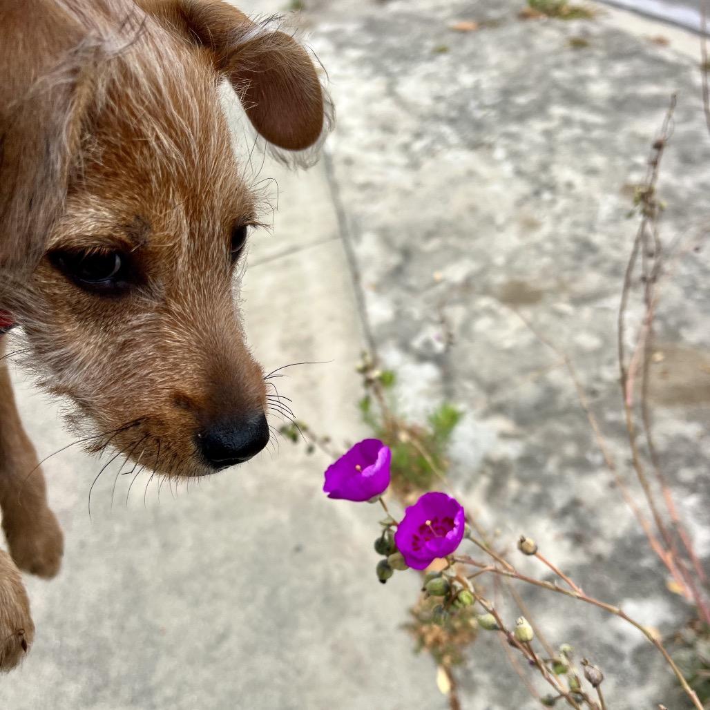 Bluebell, a Adoptable mixed breed in Oceanside, CA image 5/6