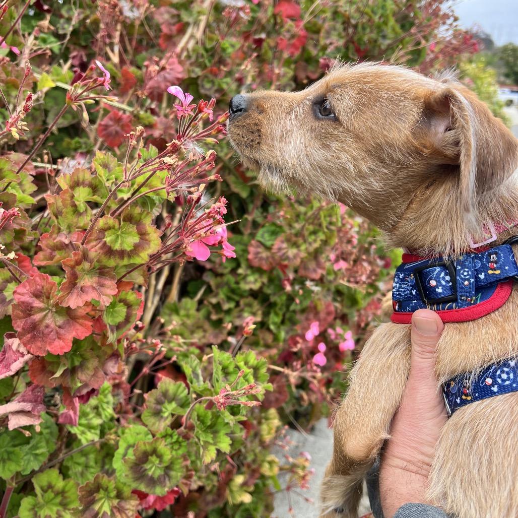 Bluebell, a Adoptable mixed breed in Oceanside, CA image 6/6