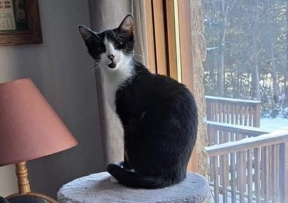 Enlarge Bobby Sox, a Adoptable Domestic Short Hair in Zephyr, ON image 1/1