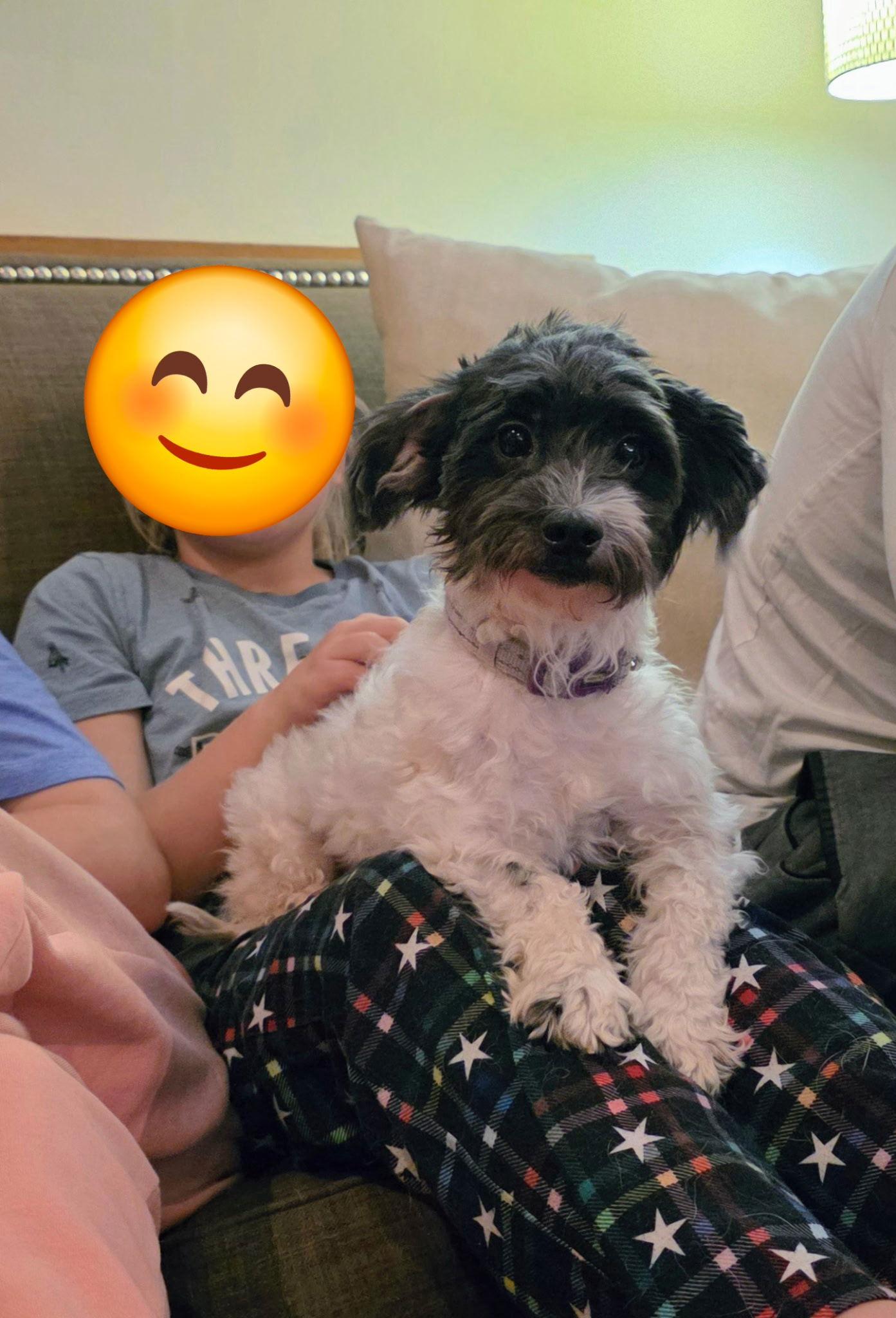Fibi, Adoptable, Adult Female Havanese.