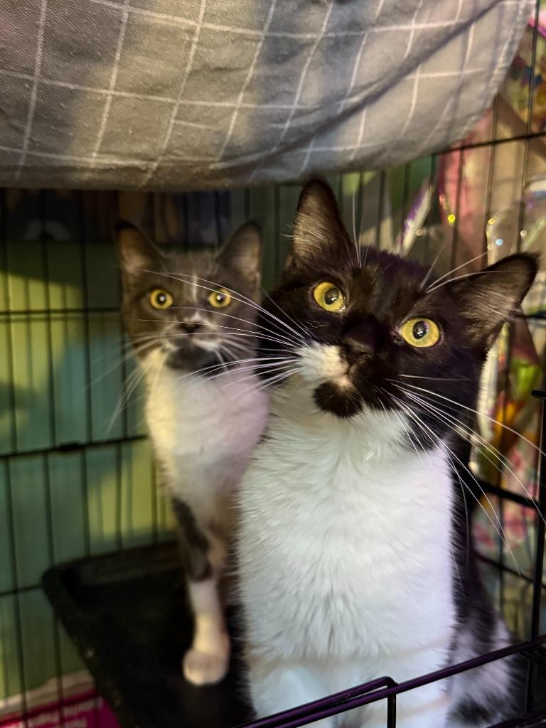 Oreo, Adoptable, Kitten Female Domestic Short Hair.
