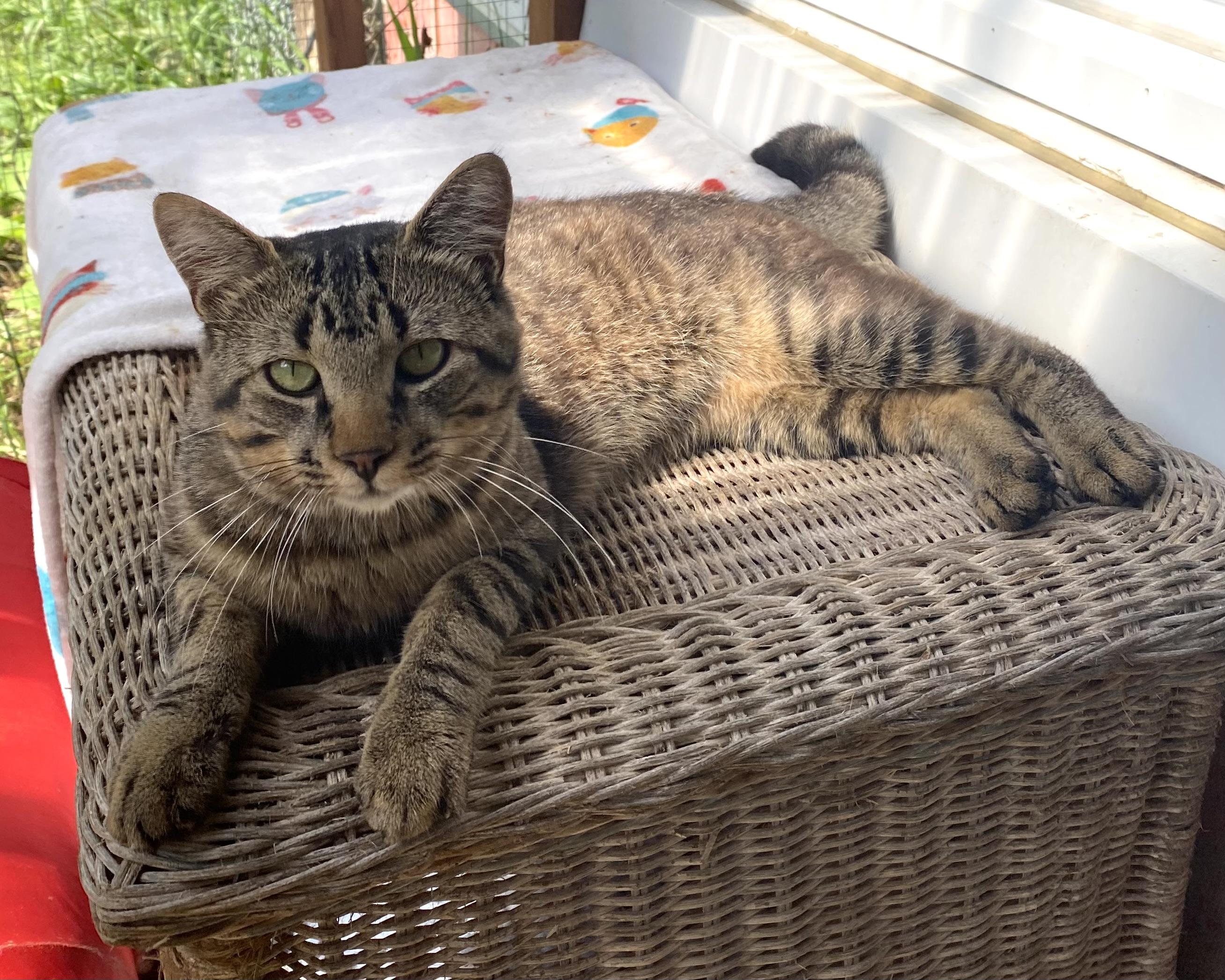 Enlarge Snickers, a Adopted Tabby in Stanstead, QC image 2/5