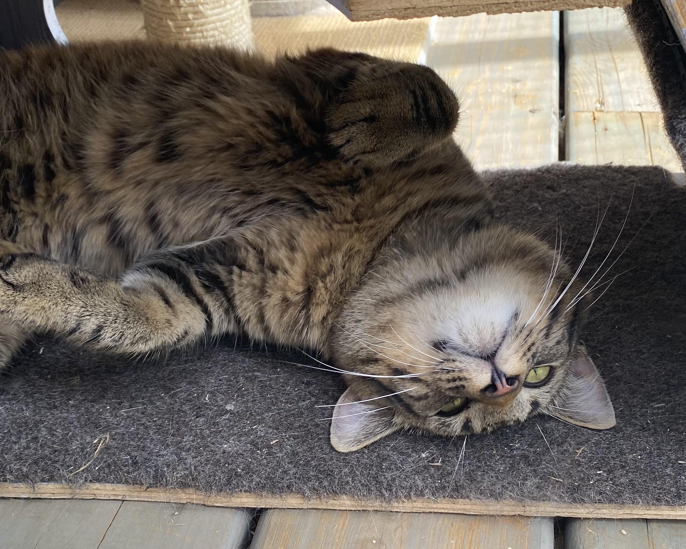 Enlarge Snickers, a Adopted Tabby in Stanstead, QC image 5/5
