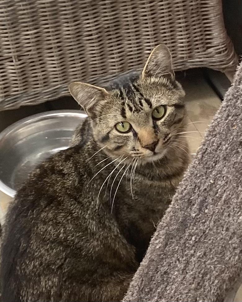 Enlarge Snickers, a Adopted Tabby in Stanstead, QC image 3/5