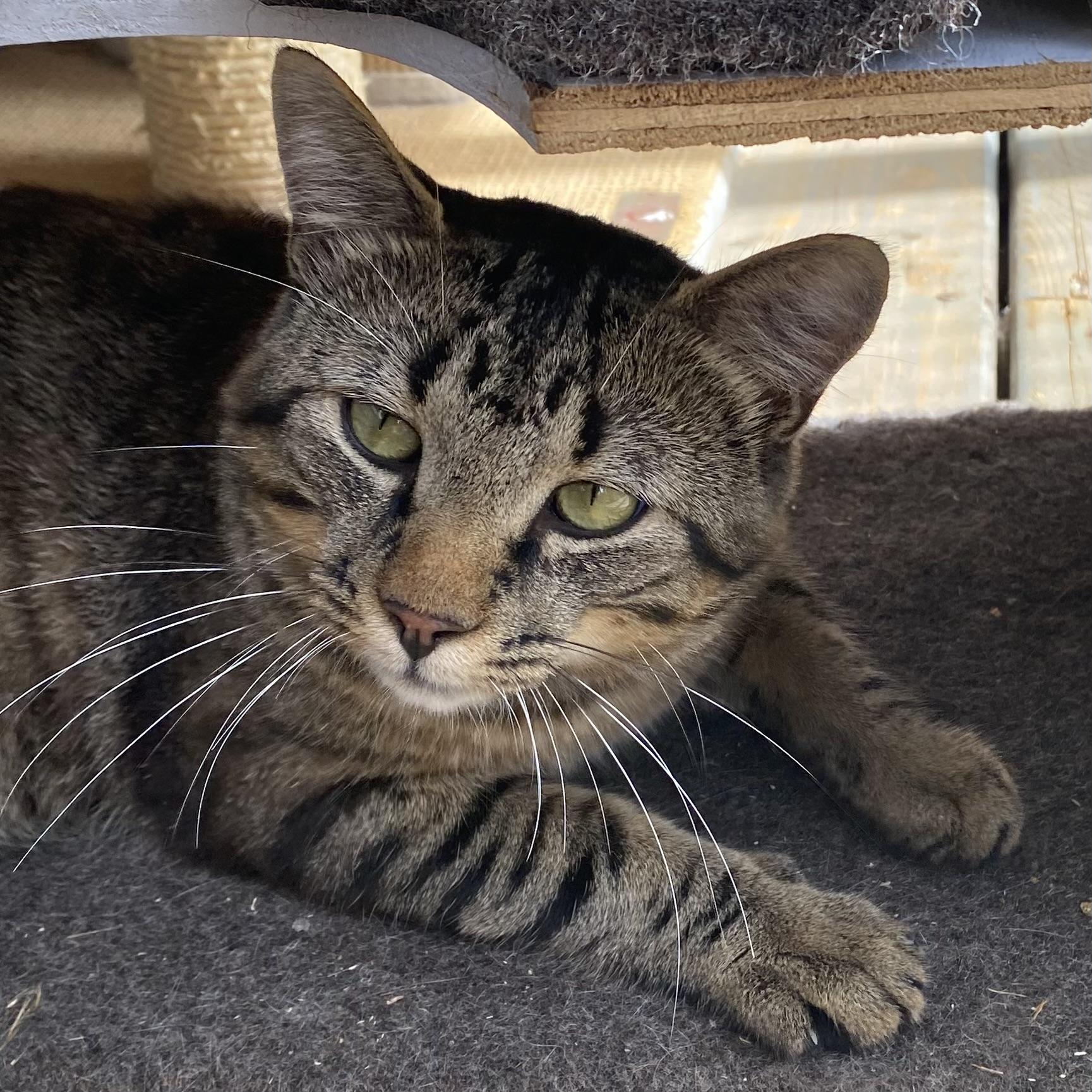 Snickers, Adopted, Young Male Tabby.
