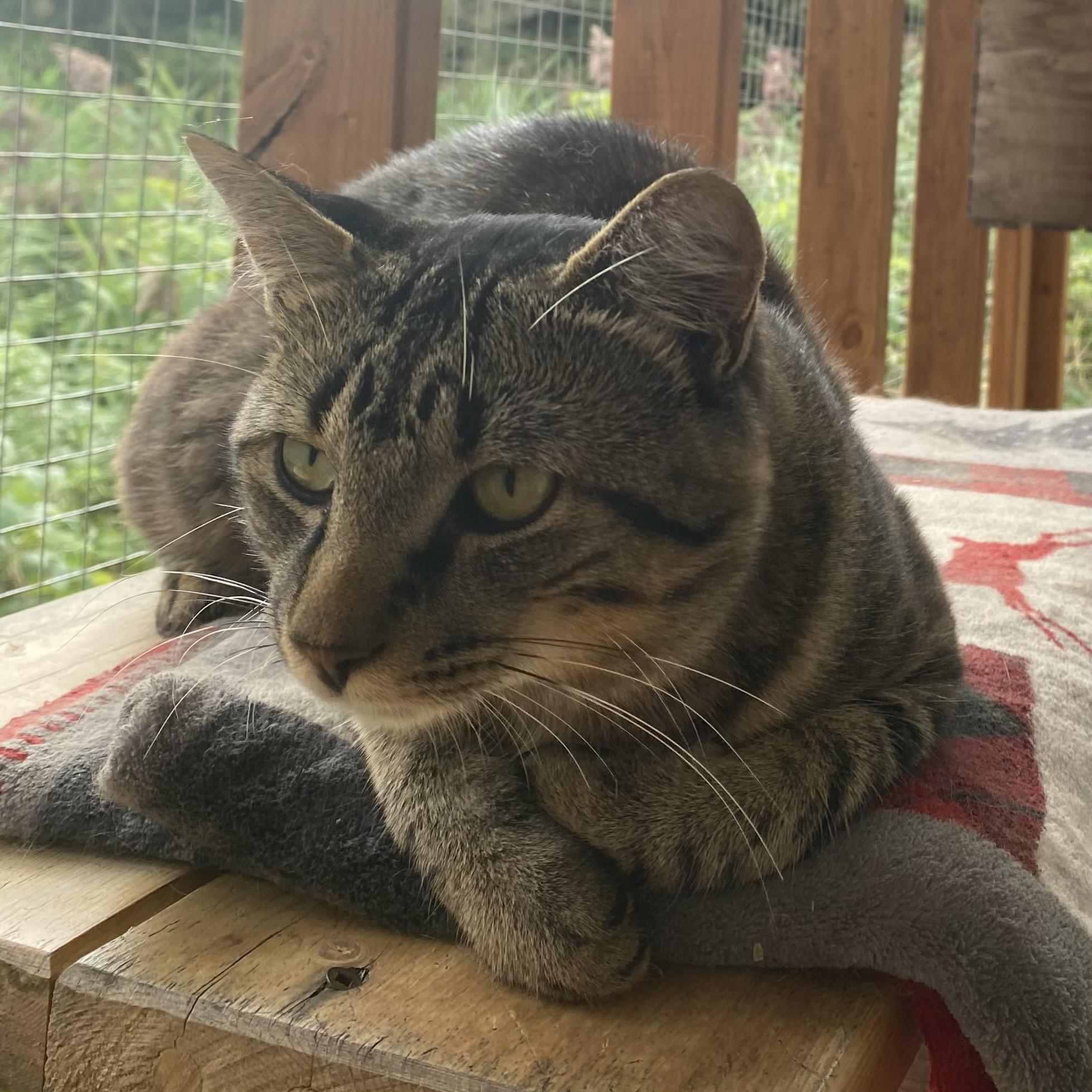 Enlarge Snickers, a Adopted Tabby in Stanstead, QC image 4/5