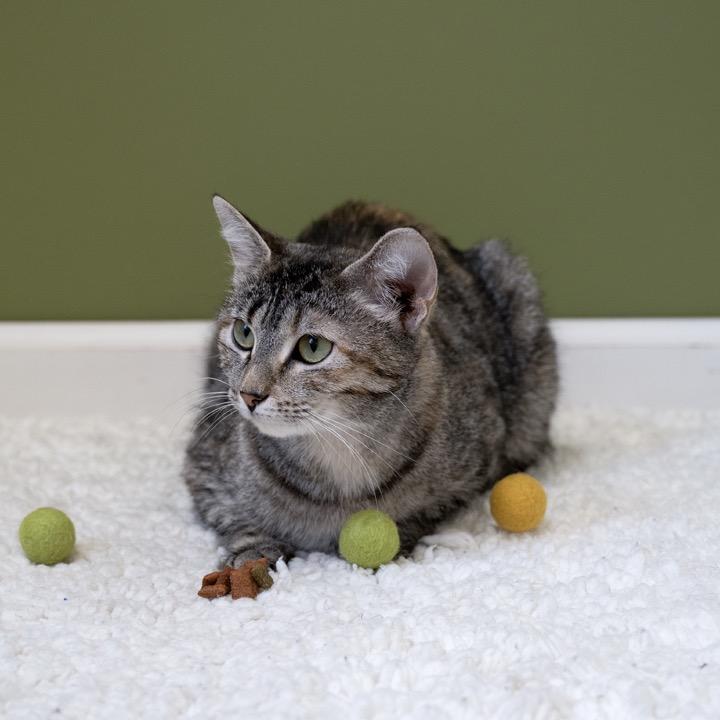 Rosemary, Adoptable, Adult Female Domestic Short Hair.