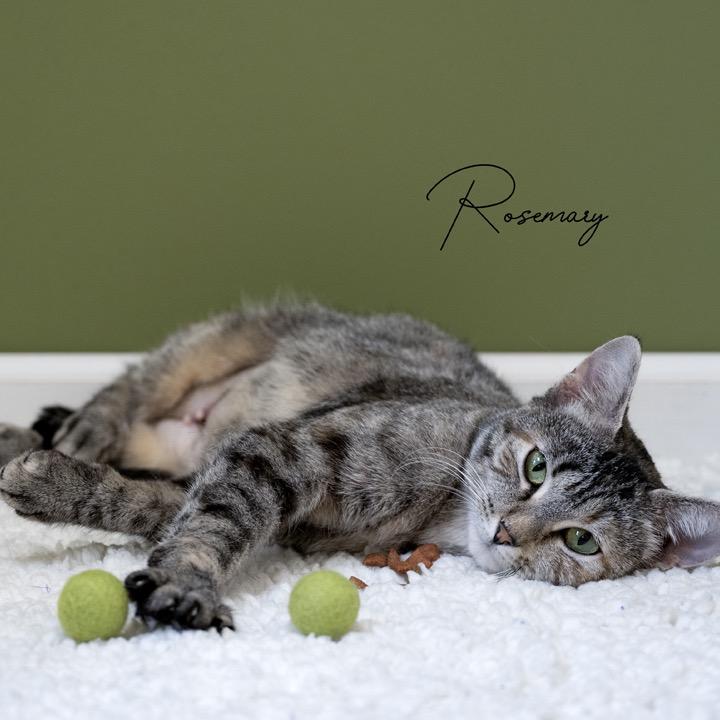 Enlarge Rosemary, a Adoptable Domestic Short Hair in Pekin, IL image 2/5