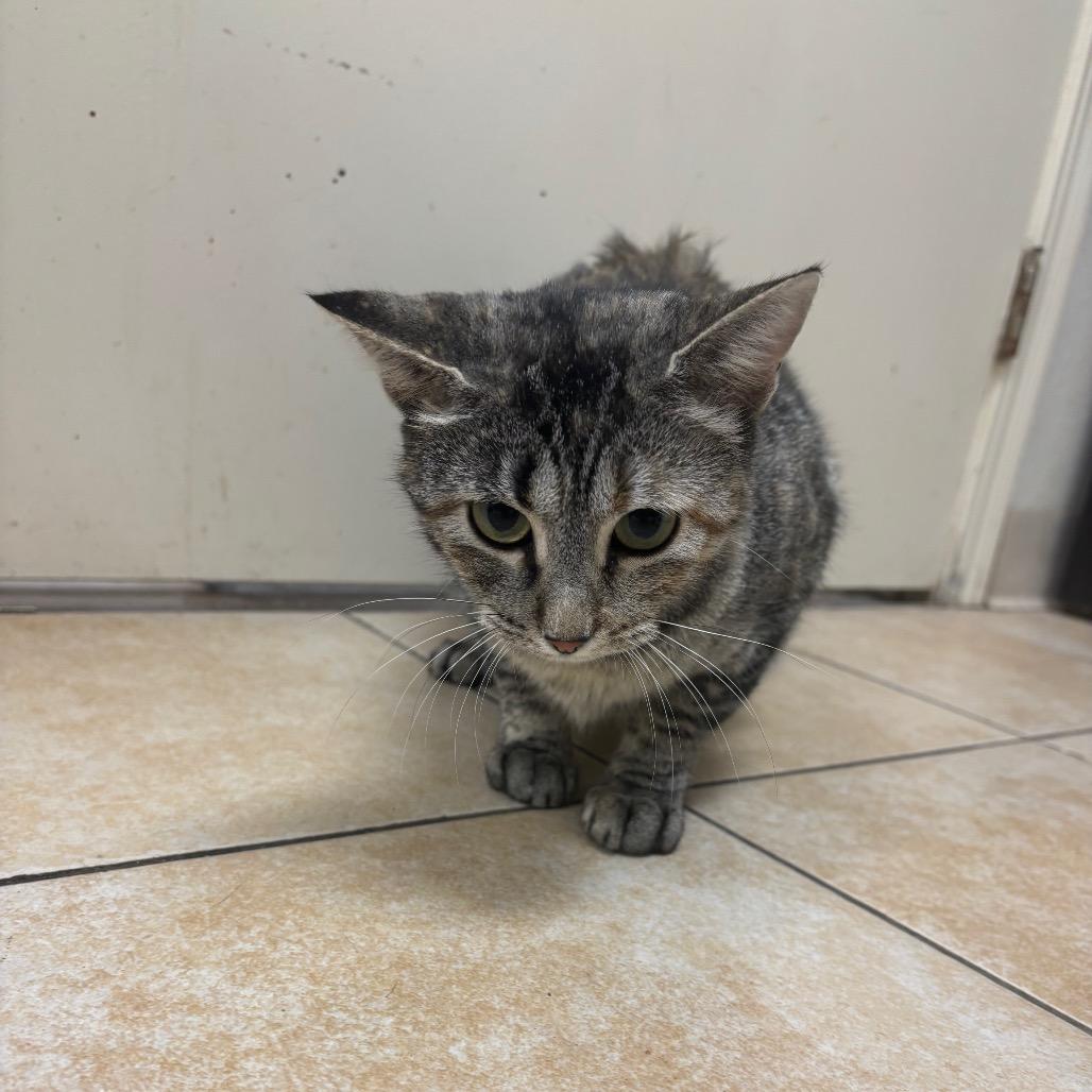 Enlarge Rosemary, a Adoptable Domestic Short Hair in Pekin, IL image 3/5