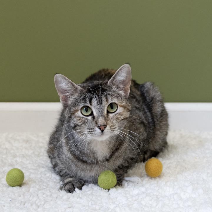 Enlarge Rosemary, a Adoptable Domestic Short Hair in Pekin, IL image 4/5