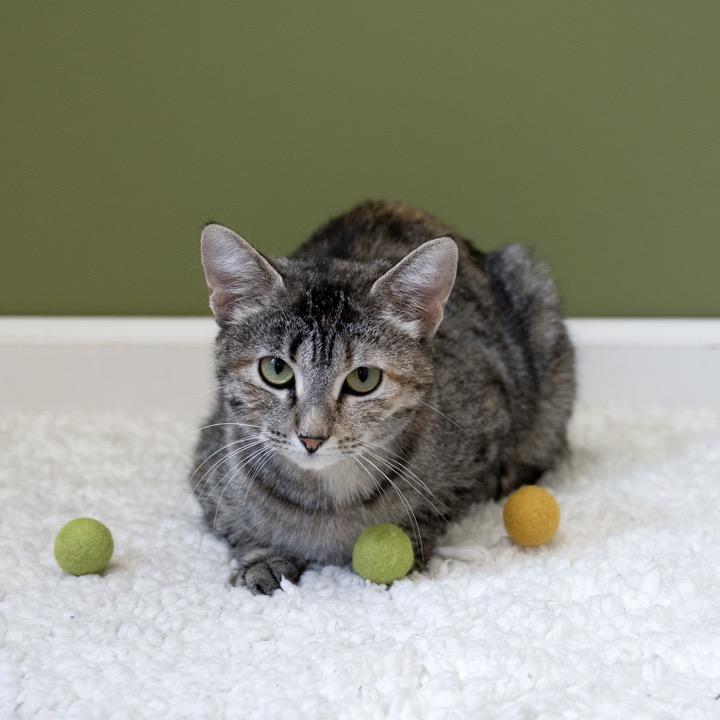 Enlarge Rosemary, a Adoptable Domestic Short Hair in Pekin, IL image 5/5