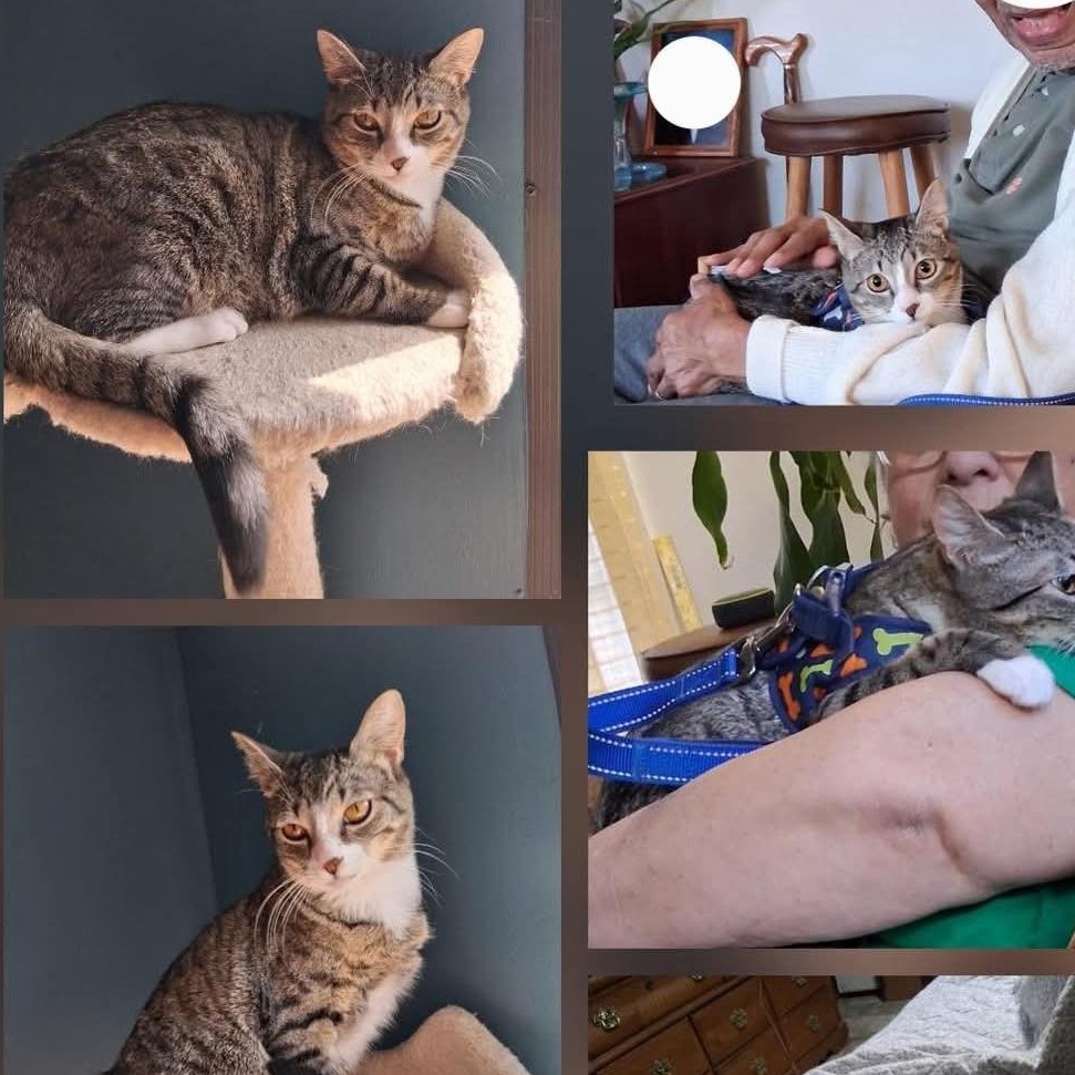 Angel, ADOPTABLE, Adult Female Domestic Short Hair.