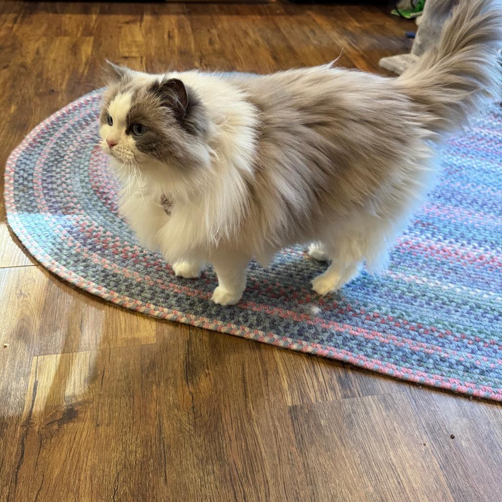 Stella Grace, Adoptable, Senior Female Ragdoll.