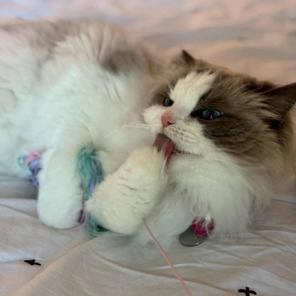 Enlarge Stella Grace, a Adoptable Ragdoll in Lynchburg, VA image 2/6