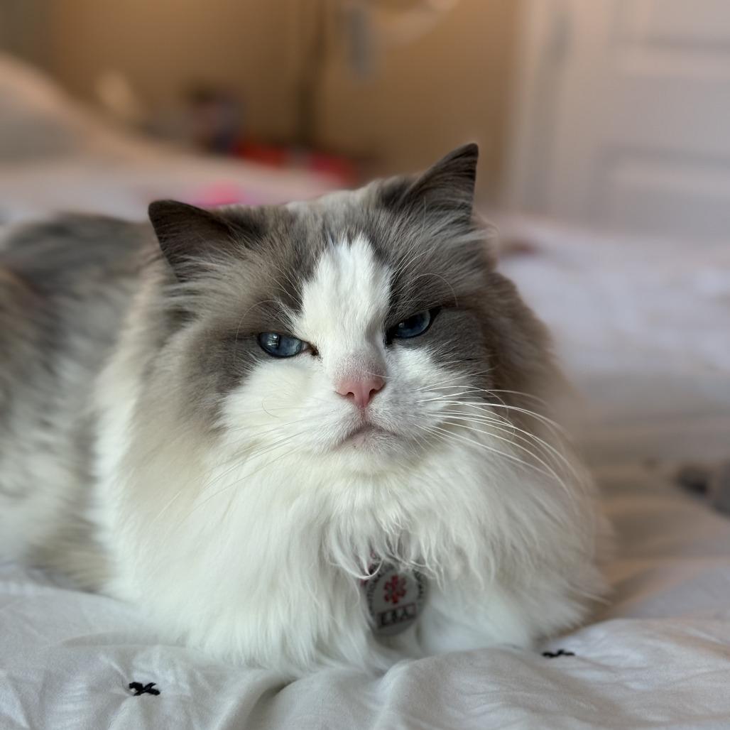 Enlarge Stella Grace, a Adoptable Ragdoll in Lynchburg, VA image 3/6