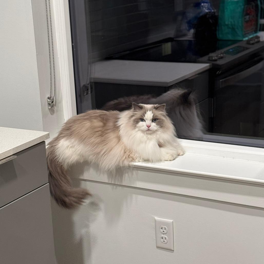 Enlarge Stella Grace, a Adoptable Ragdoll in Lynchburg, VA image 4/6