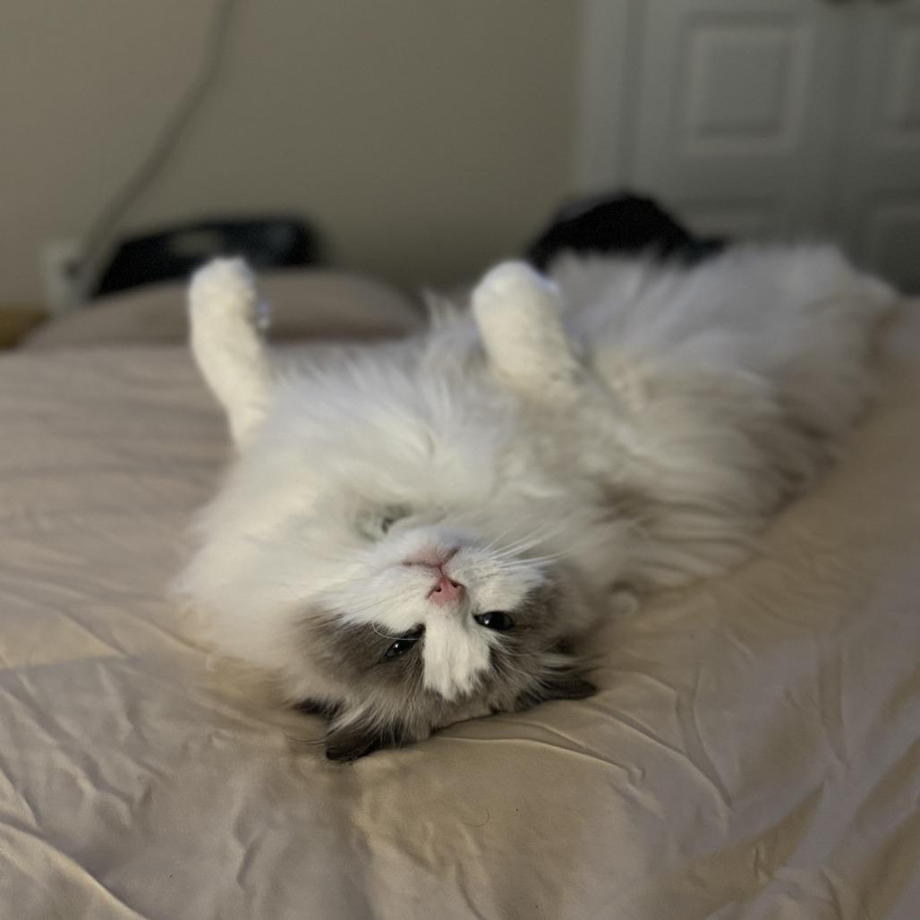 Enlarge Stella Grace, a Adoptable Ragdoll in Lynchburg, VA image 5/6