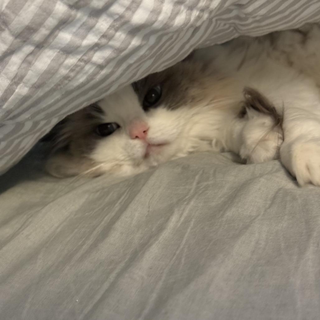 Enlarge Stella Grace, a Adoptable Ragdoll in Lynchburg, VA image 6/6