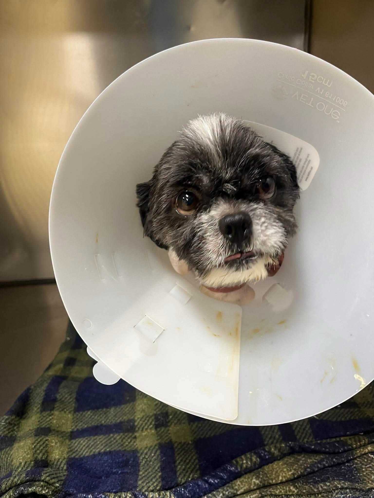 Enlarge Maury, a Adoptable Shih Tzu in Longmont, CO image 1/1