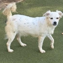 Enlarge AYLESBURY, a Adoptable mixed breed in middlefield, CT image 5/5