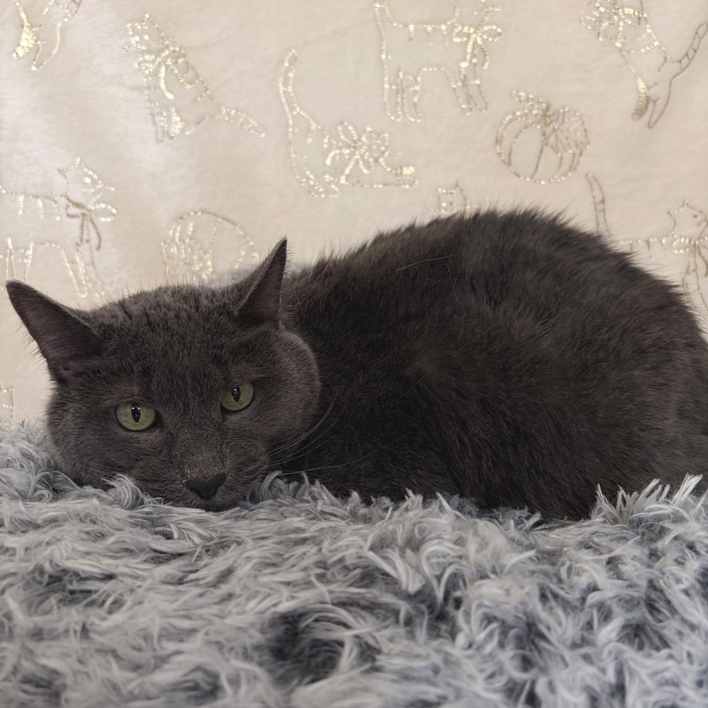 Enlarge Buddy, a Adoptable Domestic Short Hair in Deerfield, IL image 1/1