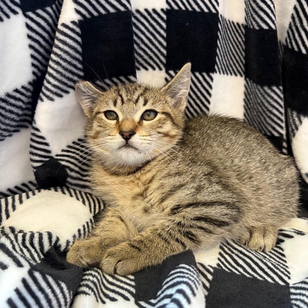 Cold Brew, Adoptable, Kitten Male Domestic Short Hair.