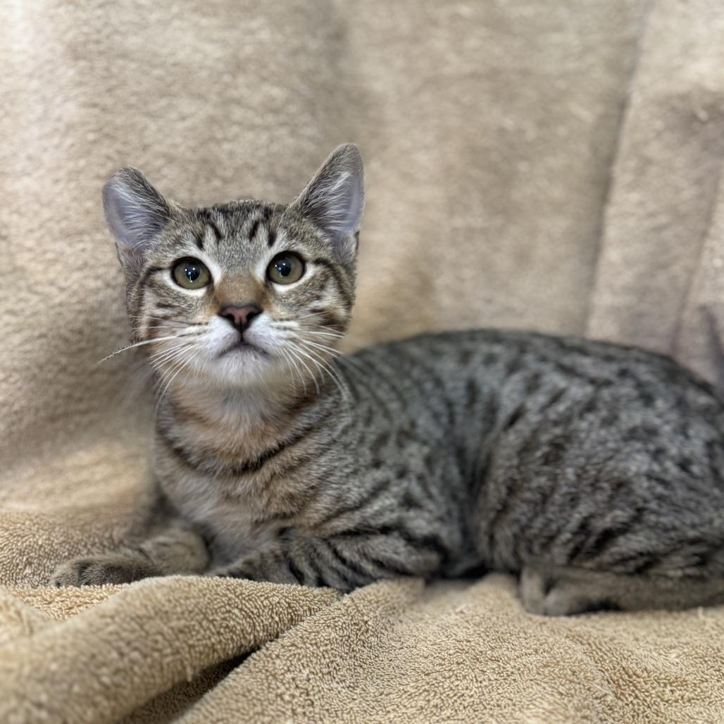 Enlarge Cold Brew, a Adoptable Domestic Short Hair in Los Angeles, CA image 2/6